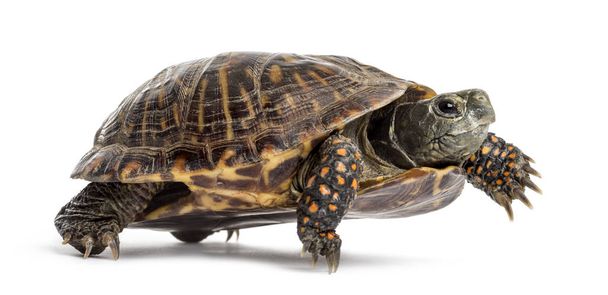 Společný box želva, izolované na bílém - Fotografie, Obrázek