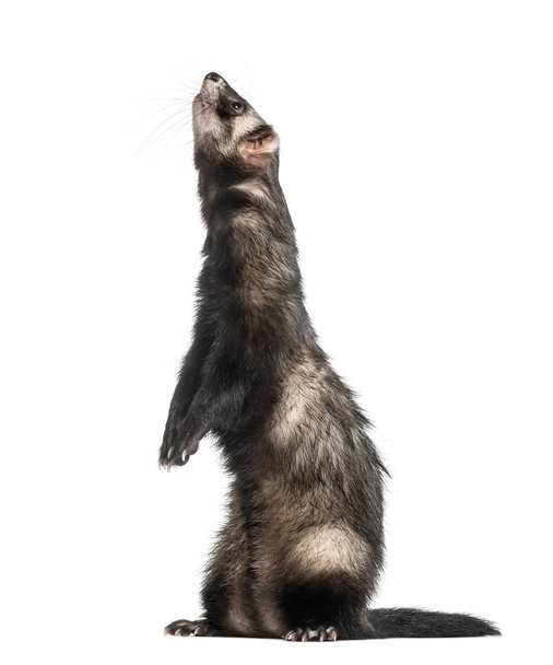 ferret on hind legs looking up, isolated on white - Photo, Image