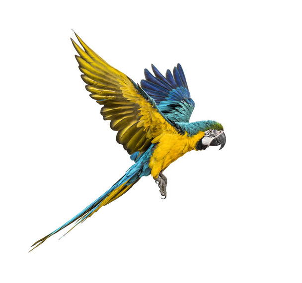 Widok z boku na niebiesko-żółtą plamę, Ara ararauna, latające - Zdjęcie, obraz