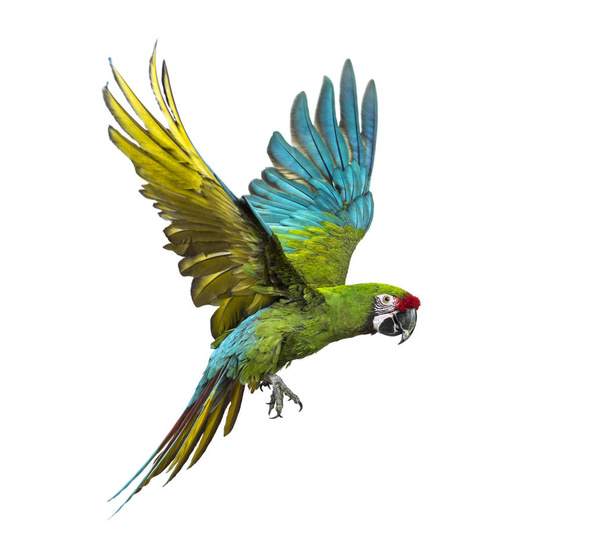 Wojskowa macaw, Ara militaris, latające, odizolowane na białym - Zdjęcie, obraz