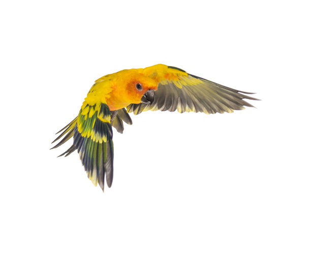 periquito-do-sol, pássaro, Aratinga solstitialis, voando, isolado
 - Foto, Imagem