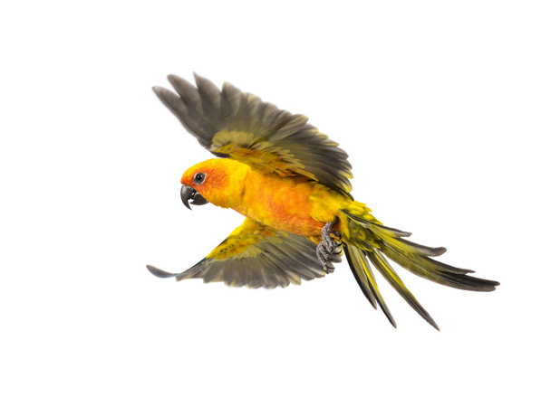 Солнечный попугай, птица, Aratinga solstitialis, полет, изолированные
 - Фото, изображение