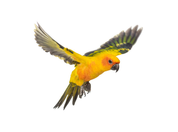 сонячний павич, птах, Aratinga solstitialis, літаючий, ізольований
 - Фото, зображення