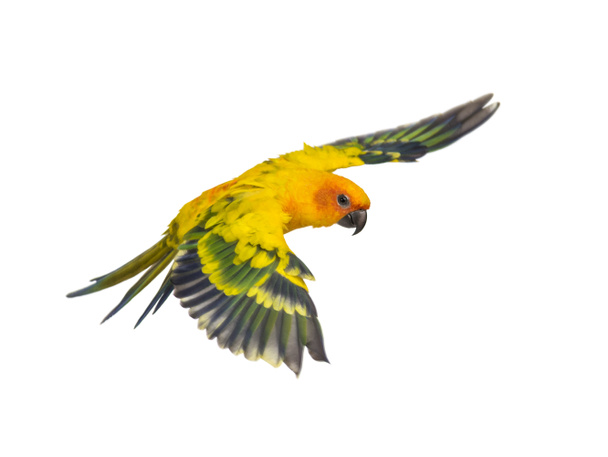 сонячний павич, птах, Aratinga solstitialis, літаючий, ізольований
 - Фото, зображення