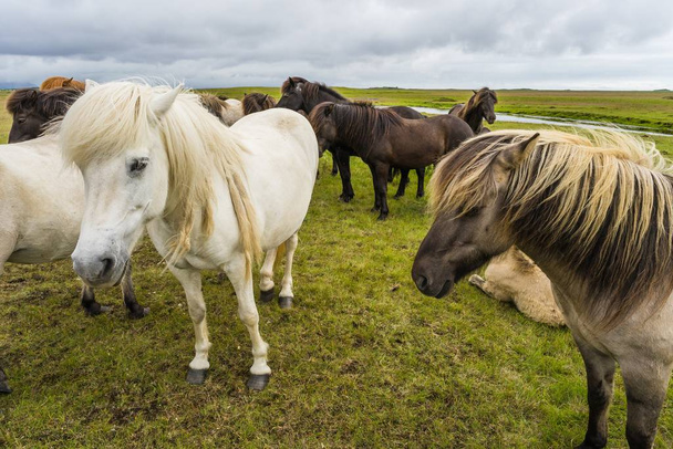 A grassy field with horses walking around - Zdjęcie, obraz
