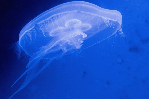 A closeup shot of a huge jellyfish in the ocean - Fotoğraf, Görsel