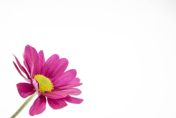 A beautiful shot of a pink flower with a yellow center on a white background - 写真・画像