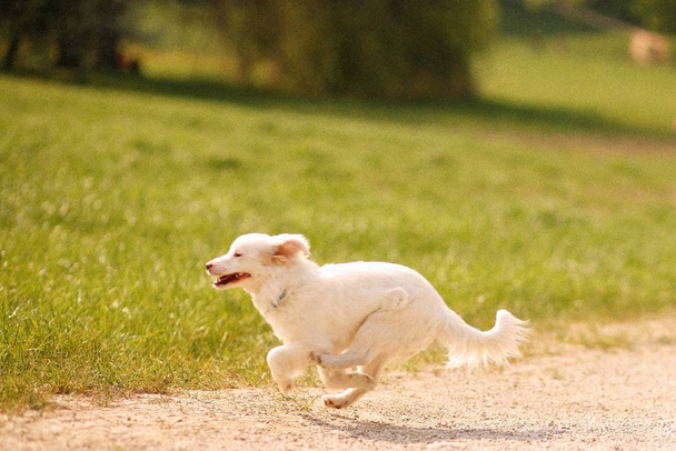 A cute white puppy running in a green grassy field with a blurred background - Photo, image