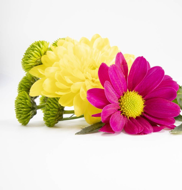 A beautiful shot of pink green and pink flowers on a white background - Photo, Image