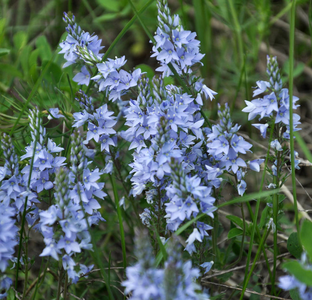 In the spring, the Veronica prostrata blooms among the herbs - Photo, Image