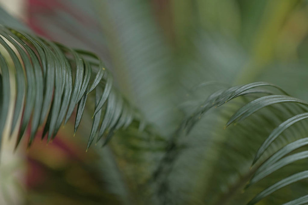 Fresh green palm tree leaves - Foto, imagen