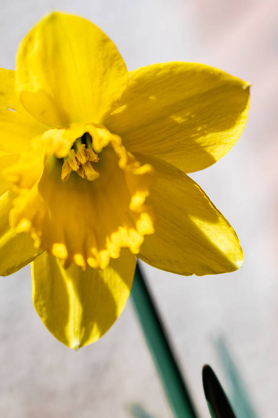 Egyedülálló sárga virágzó nárcisz közelkép - Fotó, kép