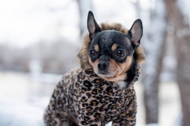 冬は小さな犬のジャケット寒い。雪の日にはペットが散歩します。犬の友達だChihuahua. - 写真・画像