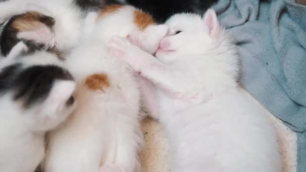 Χαριτωμένο αστείο λίγο λευκά γατάκια με μάτια blu παίζουν δάγκωμα και σπρώχνονται μεταξύ τους και δαγκώνουν ο ένας τον άλλον αντιμετωπίζει - Πλάνα, βίντεο