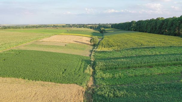 Plantaciones con cultivos plantados. Fotografía aérea de la naturaleza en el campo
. - Foto, imagen