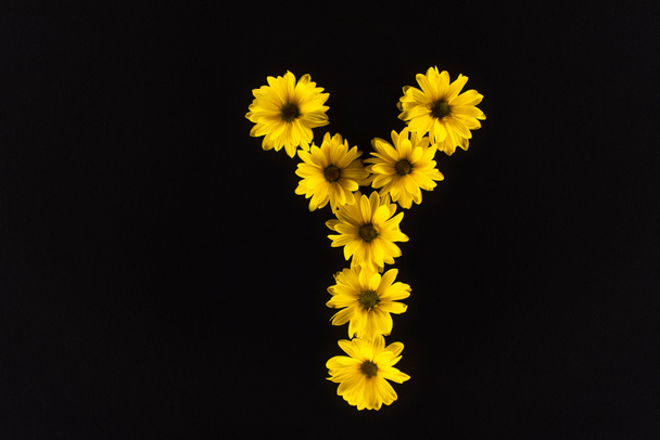 top view of yellow daisies arranged in letter Y isolated on black - Foto, imagen