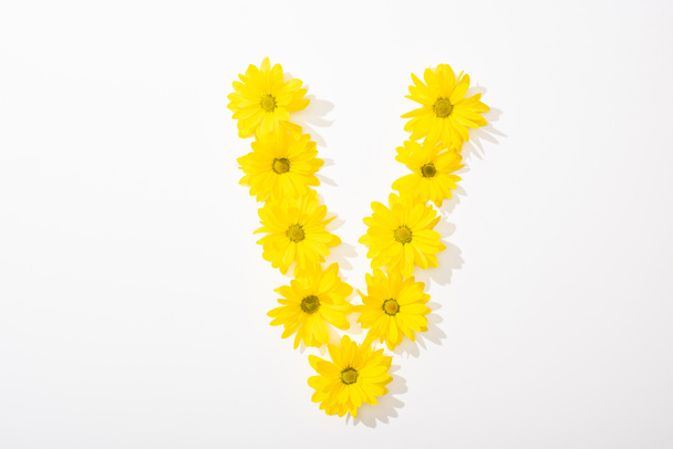 top view of yellow daisies arranged in letter V on white background - 写真・画像