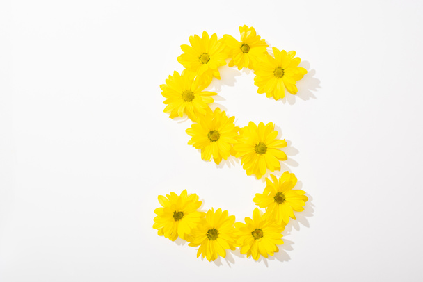 top view of yellow daisies arranged in letter S on white background - Фото, изображение