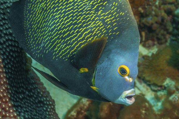 French Angelfish on coral reef - Photo, Image