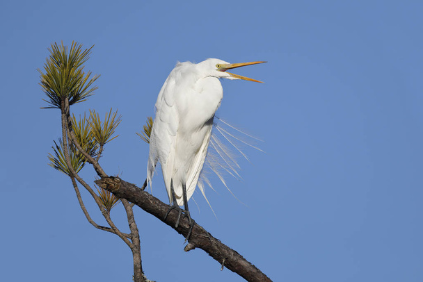 Great Egret perched in a pine tree  - Photo, image
