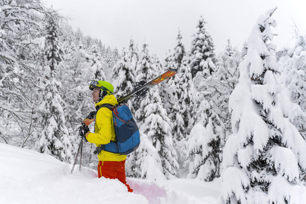 Hombre de color amarillo con mochila azul de esquí estancia con muchos abetos alrededor y suave nieve en polvo. El esquiador de backcountry está en la montaña de los Alpes en Austria
. - Foto, Imagen
