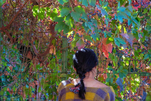 Uma mulher de 59 anos está descansando em um jardim perto de uma parede viva de uvas selvagens em um dia ensolarado na Provença. Uma mulher em um casaco xadrez com um ombro nu senta-se e desfruta da vida. Conceber uma boa vida. Conceito de autoisolamento
. - Foto, Imagem