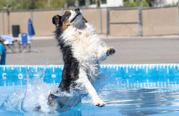 Aussie aterrissando na piscina depois de um salto
 - Foto, Imagem