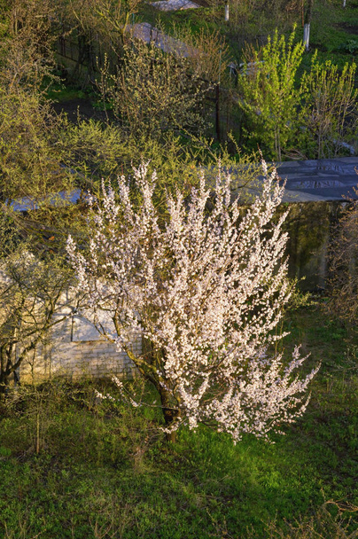 Jaro. Kvetoucí hrušeň na zahradě. Střední Rusko, Ryazan - Fotografie, Obrázek