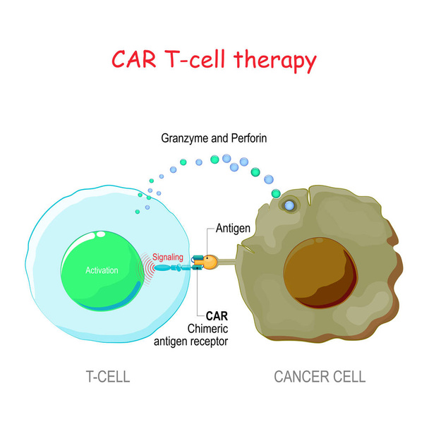 T-komórka z receptorem antygenu chimerycznego (Car t cell) zabijanie th - Wektor, obraz