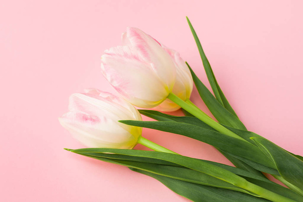 Spring flower pink tulips on the pink background. Theme of love, mother's day, women's day - Zdjęcie, obraz