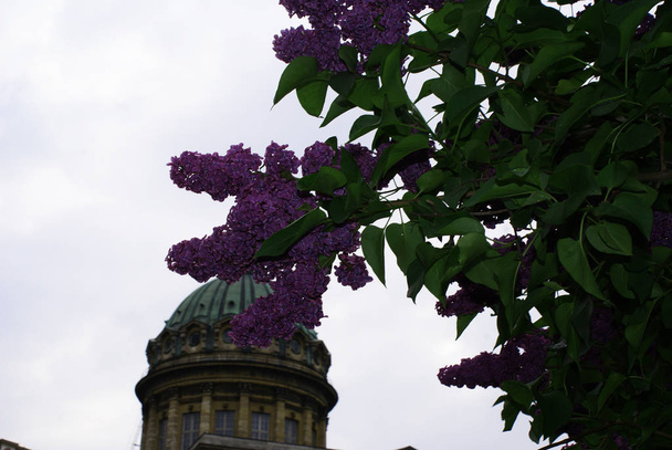 Blooming lilacs in spring, St. Isaac's Cathedral, St. Petersburg. - Fotó, kép