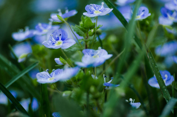 kleine Frühling blaue Veronika-Blumen blühen im Freien  - Foto, Bild