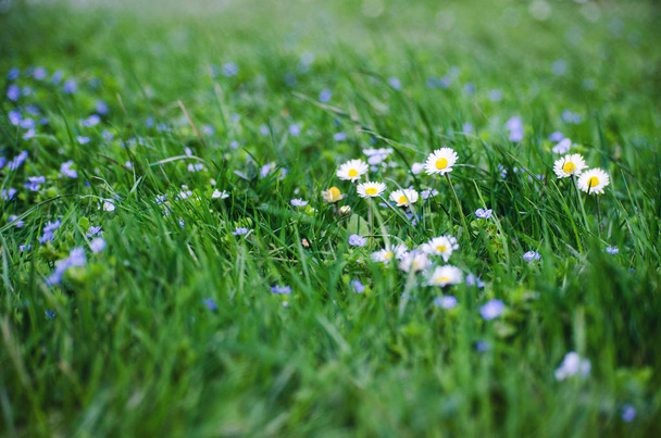 schöne frische Gänseblümchen blühen draußen auf dem Feld  - Foto, Bild