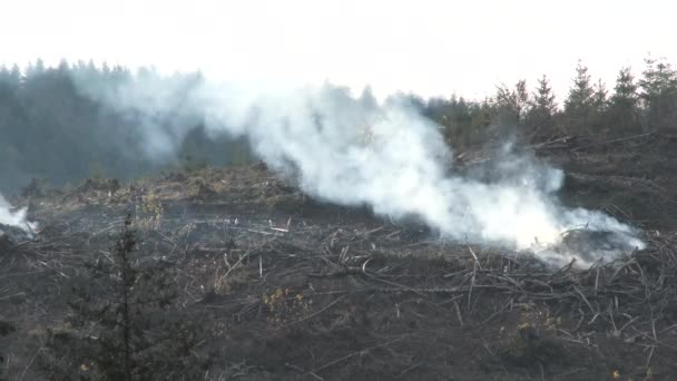 Kouř z velké hromady štětce spalování naplňuje vzduch poté, co lesníci vyčistit stromy v jasně-cut. - Záběry, video