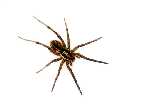 Grande ragno peloso
 - Foto, immagini