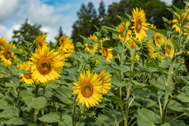 Beautiful sunflowers with honey bees bees collecting nectar. Huge yellow flowers. Green trees, bright blue sky and white fluffy clouds in the blurred background - Photo, Image