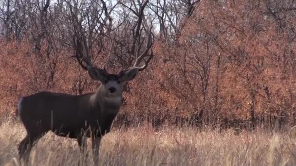 a mule deer buck in the fall rut in Colorado - Video, Çekim