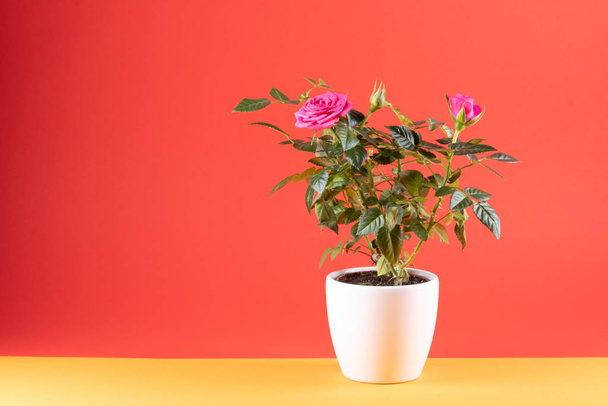 Pink roses in white flowerpot,, orange background, copy-space - Photo, image