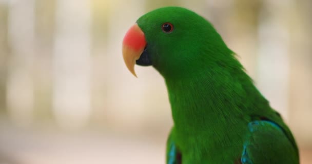 Közelről Eclectus papagáj (Eclectus roratus), sekély mélységű területen. Ez a gyönyörű trópusi madár smaragd zöld tollazat és narancssárga csőr. Bmpcc 4k - Felvétel, videó