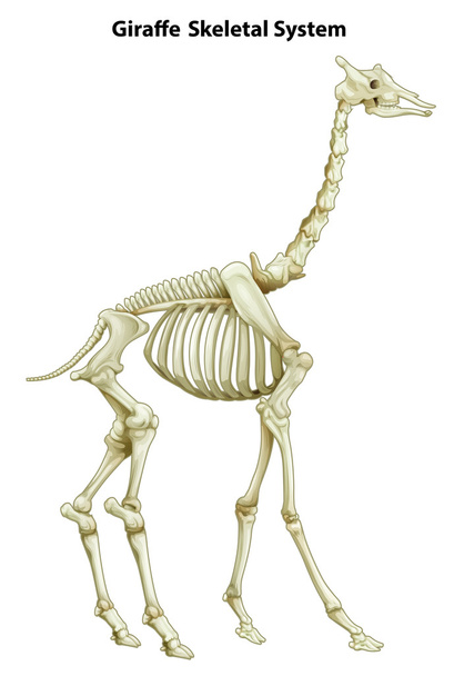 Skeletal system of a giraffe - Vector, Image