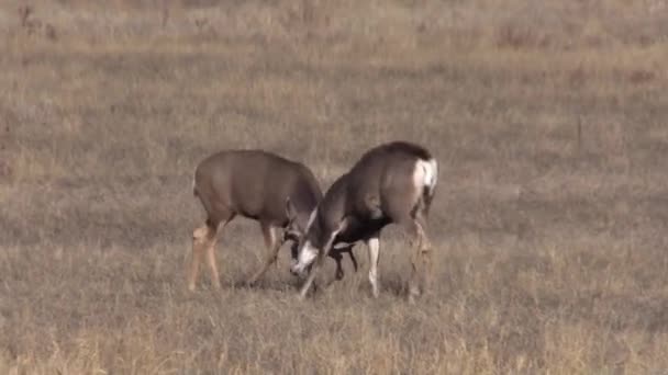 a mule deer bucks fighting in the fall rut in Colorado - Footage, Video