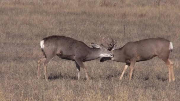 a mule deer bucks fighting in the fall rut in Colorado - 映像、動画