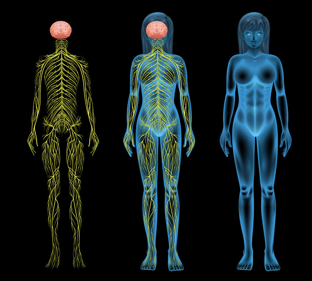 женская нервная система
 - Вектор,изображение