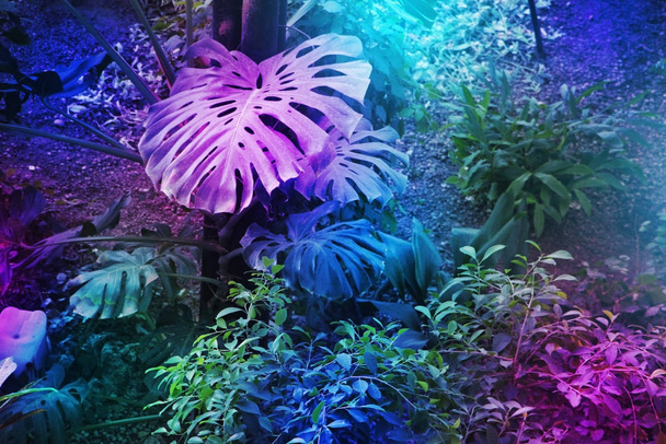 тропические листья леса светятся в неоновом ультрафиолетовом фиолетовом свете. Высокий контраст - Фото, изображение