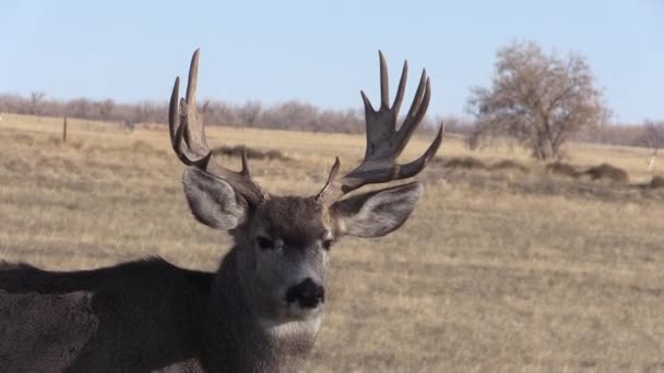 a mule deer buck in the fall rut in Colorado - Video, Çekim