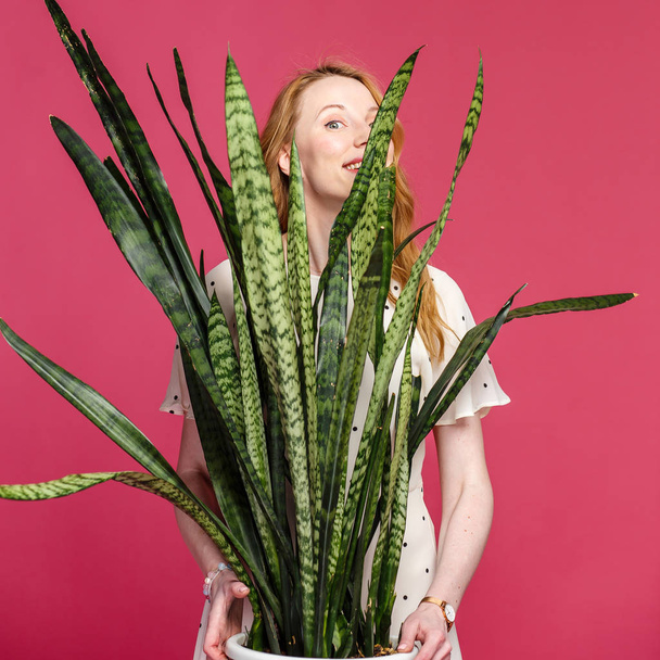 Beautiful blonde girl holds a flower sansevieria in a pot and smiles - Foto, imagen