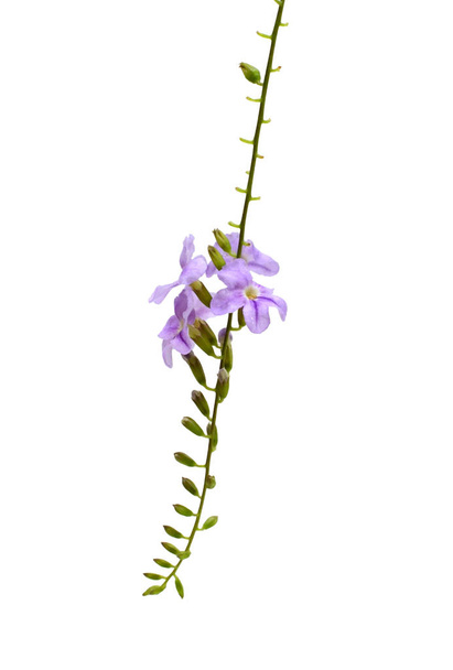 Plant Duranta with flowers isolated on white background - Photo, image