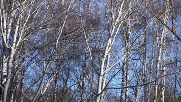Árboles desnudos balanceándose en los cielos azules en el parque Wintetr
 - Imágenes, Vídeo