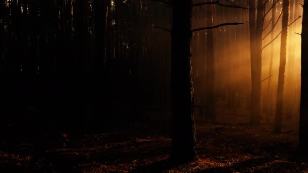 Tajemná záře v temném podzimním lese - Záběry, video