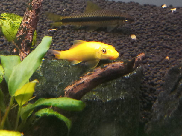 comedor de algas doradas en acuario
 - Foto, imagen